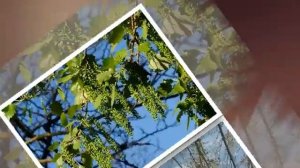 Сад-город. Стихи, музыка, поёт Юрий Митченко. Клип Людмилы Ураевой