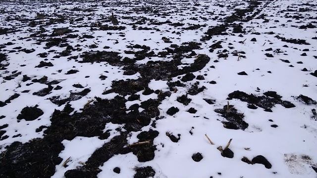 ОХОТА НА ГУСЯ 2026