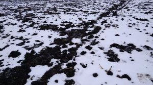 ОХОТА НА ГУСЯ 2026