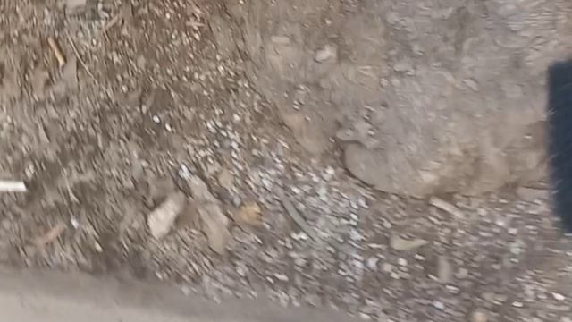 Субботники. Уход за деревьями весной