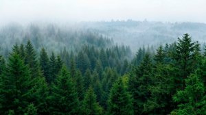 ТАЙГА.. ВОТ РЕАЛЬНАЯ  ИСТОРИЯ, СЛУЧИВШАЯСЯ В ТАЙГЕ,