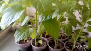 ХВАСТАЮСЬ РАССАДОЙ.