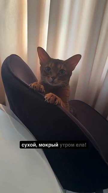 Можно вон тот кусочек колбасоньки