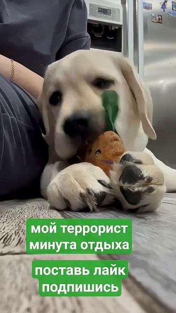 РОНИ НА РЕЛАКСЕ МИНУТА ОТДЫХА.собакиприКолылабрадорМОЙПИТОМЕЦ