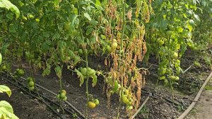 Розовый томат, первые сборы. Краснодарский край, апрель 2026 год.