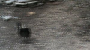 75)ГЕЛЕНЖИК САФАРИ ПАРК(2015 ГОД)