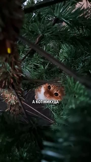 Что лучше новый год или новый кот? #новыйкот #новыйгод