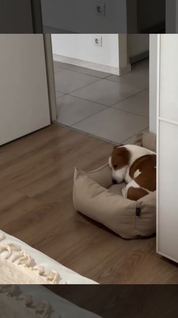 Какая тяжёлая жизнь 🤣