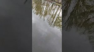 квест: ищем всех животных