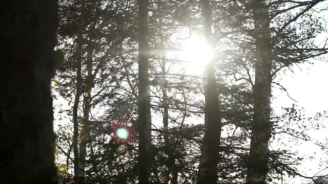 Свадьба Диана Александр