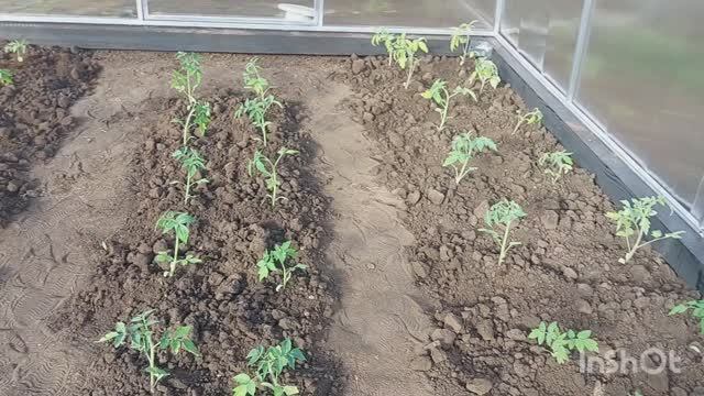 Посадила томаты в теплицу 16 апреля  сажаю картофель