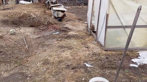 Мой огородик 😅❤️