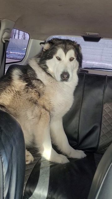 Аляскинский Маламут Юкас