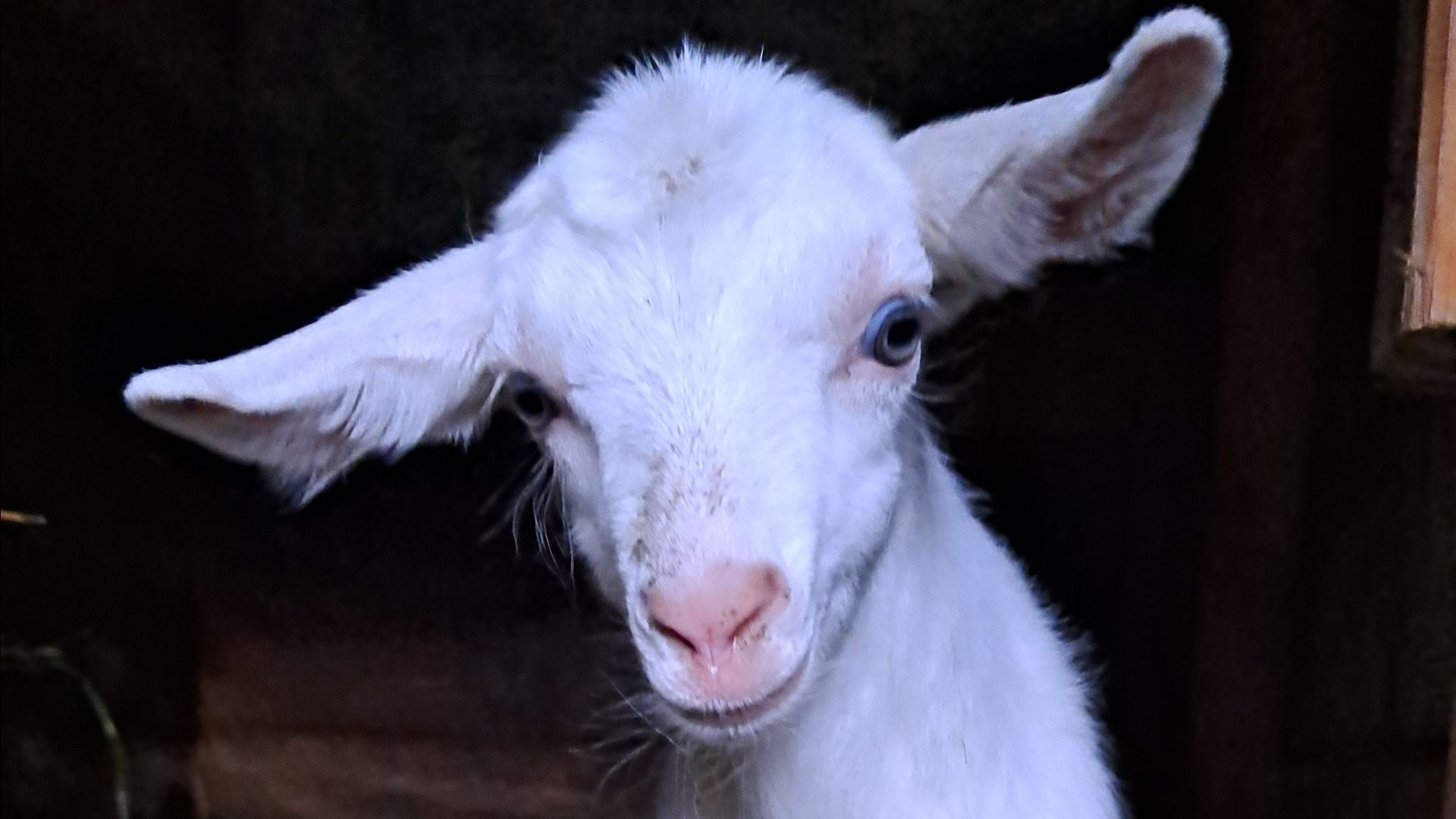 Первая прогулка