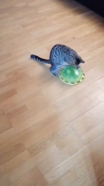 Кошечка Рая играет