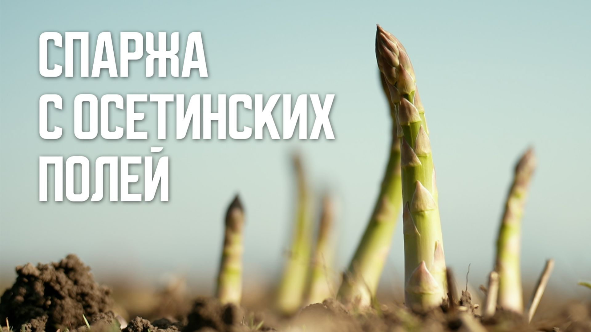 Спаржа с осетинских полей