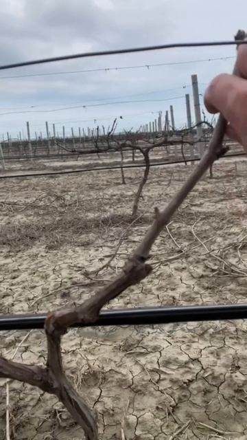 Весенняя сухая подвязка.