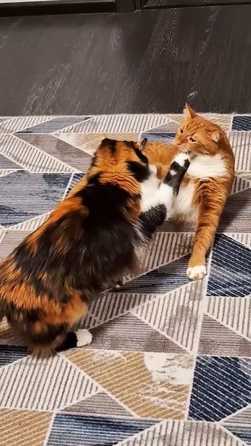 Я котоголик #кот #кошка #котик