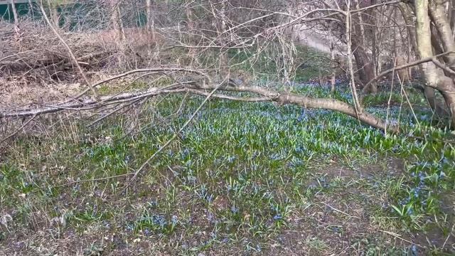 Весенние зарисовки 