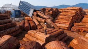 Процесс производства древесины.