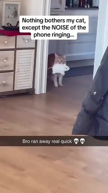 Мемы с животными