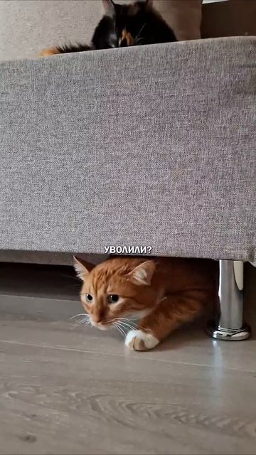 Зачем тебе кот жизньскотом