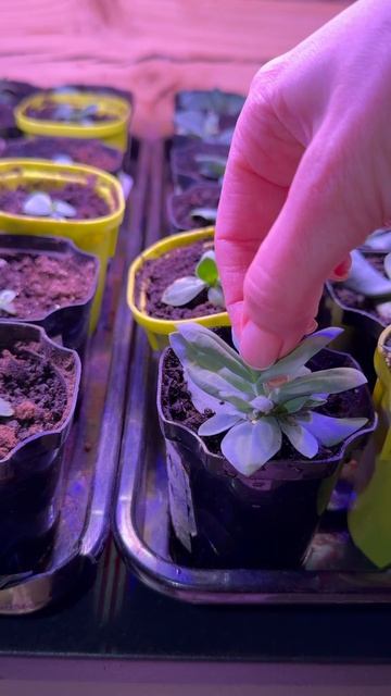 Разбираемся, что такое прищипка и для чего она нужна нашим растениям🤗