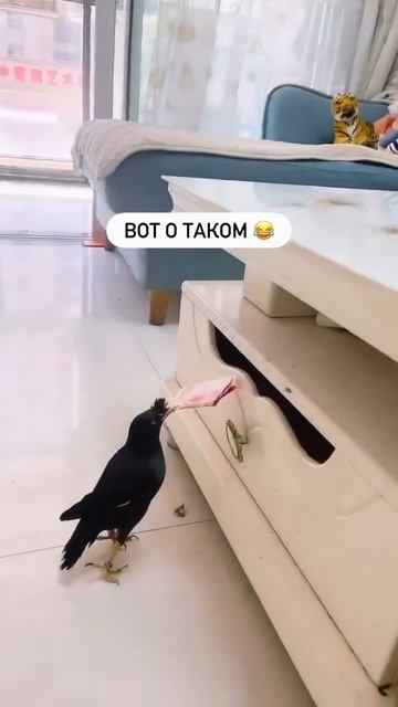 Мне нужна такая птица счастья😂  Смешные видео 👉Подписаться