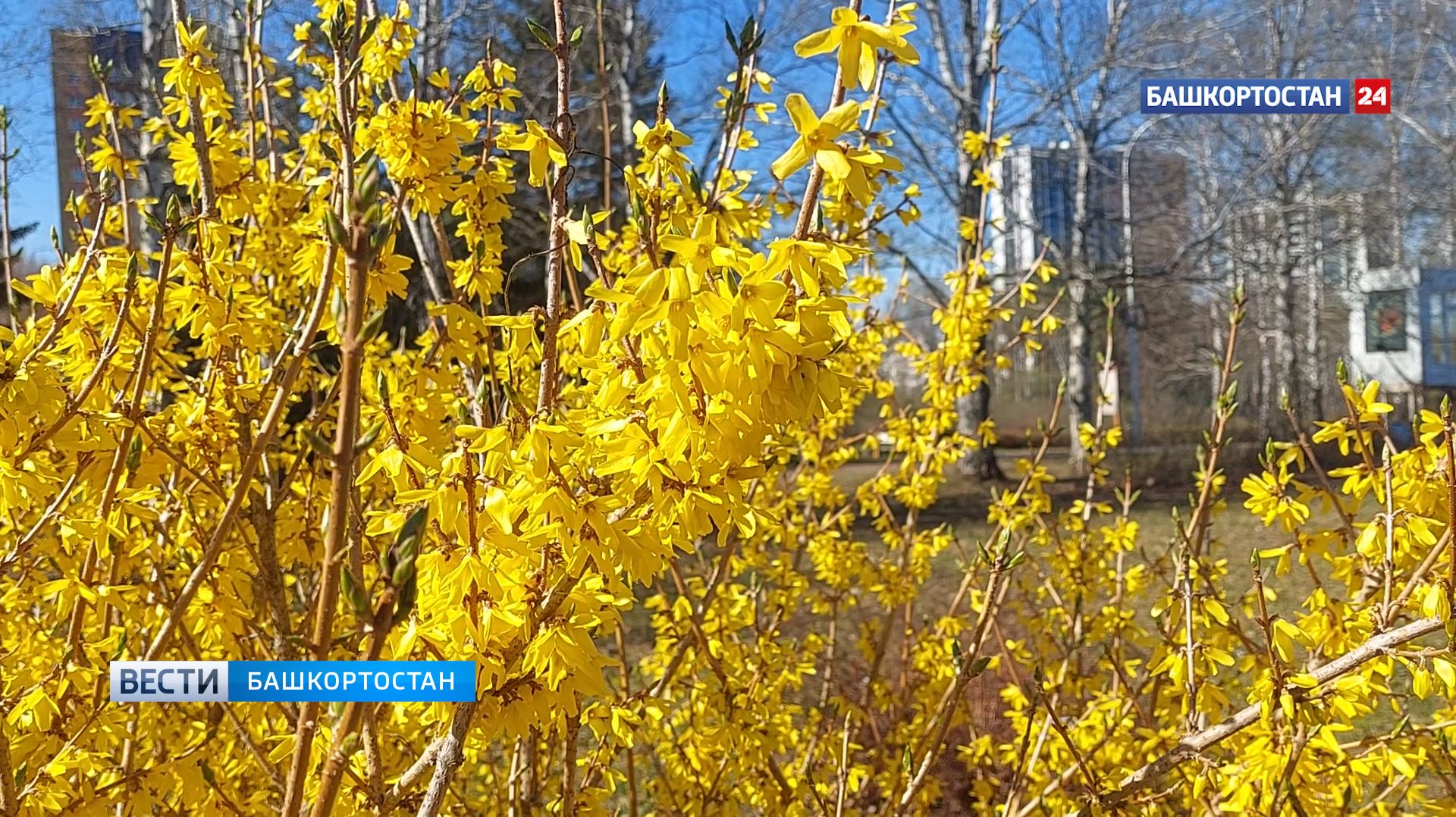 Сакура вот-вот зацветет в ботаническом саду Уфы