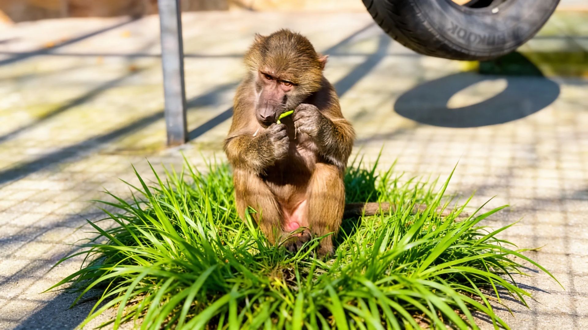 Кому зашло а кому нет? Травка для Стёпы Люси Мани Рокки и каракала!
