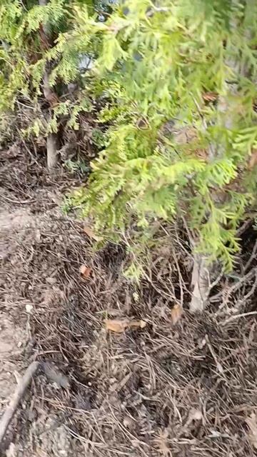 уход за туями своими руками