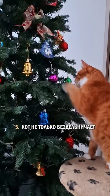 Проверка котом перед отношениями тесткота