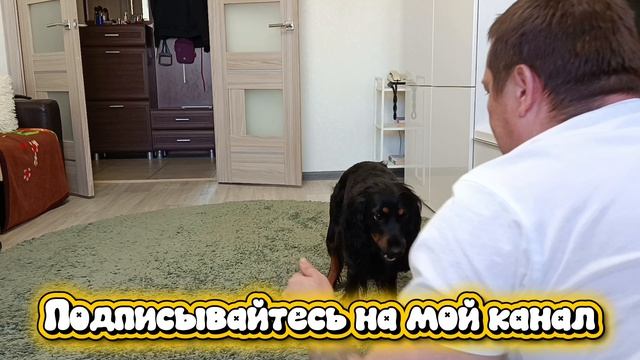 Купили собаке летающую тарелку Фрисби