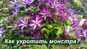 Клематис Астра Нова: что с ним делать?