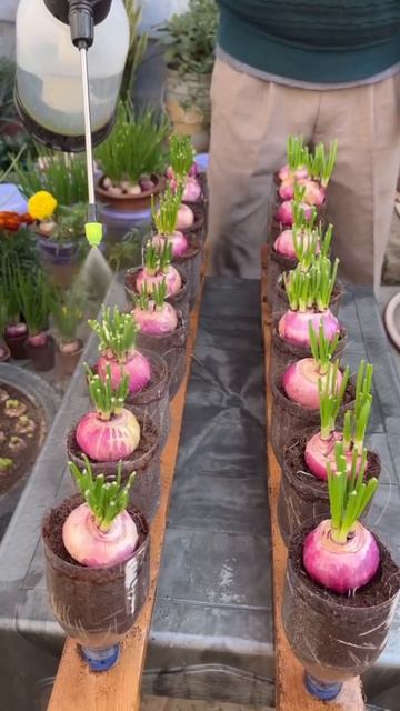 Идея для посадки лука