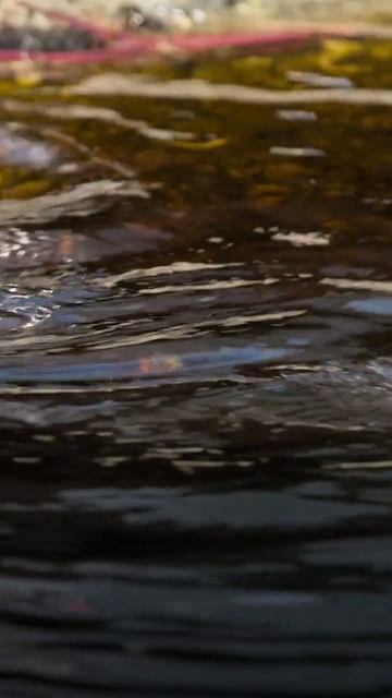 VID_20260416_072850_897.mp4