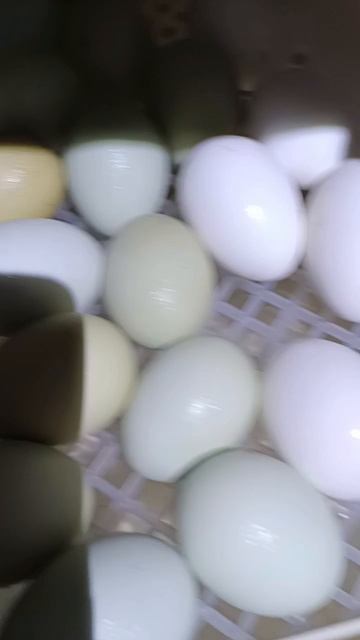 Инкубация Лакеданзи арамаукана. Ребенок бегает кричит арамаукана ждет.