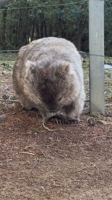 Вомбат — настоящий строитель среди сумчатых