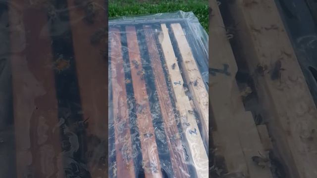 Немного подрасширил семьи