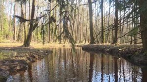 Речка Суржинка 2026 апрель.mp4