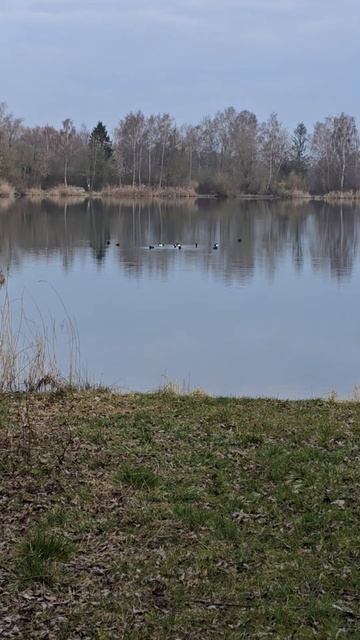 Когда утки решают показать синхронность #животные #вода