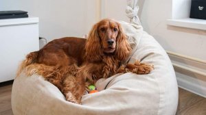 Ветеринары напомнили о создании комфортной среды для домашних питомцев