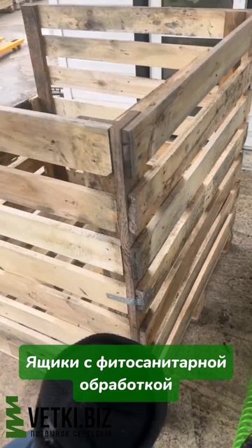 Черенки туи  Саженцы туи  Туи оптом из питомника