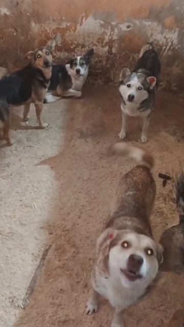 Уфа, Башкирия
Попали в отлов вот  такие собаки!😰Добрые и ласковые 
Пожалуйста, сделайте репост🙏