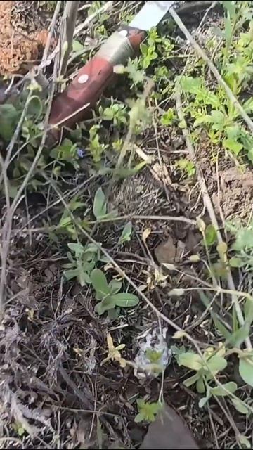 СБОР ГРИБОВ В АПРЕЛЕ. СТЕПНЫЕ СМОРЧКИ.