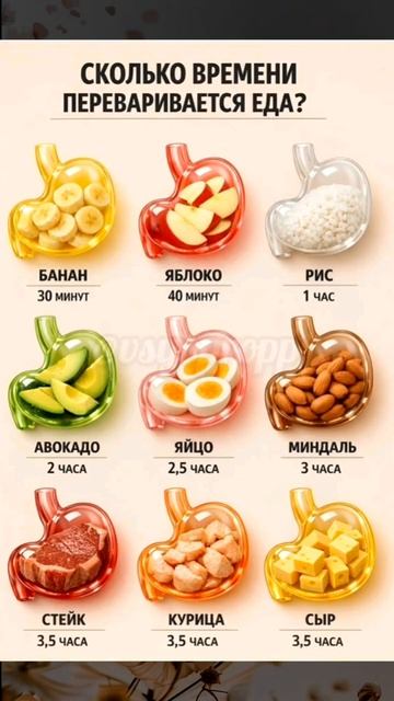 Сколько времени переваривается еда