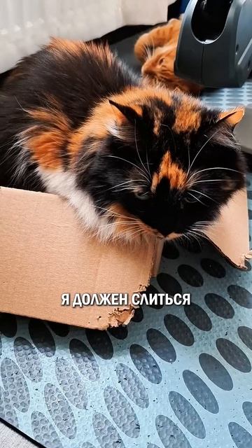 Наконец дали отопление #кот #отопление