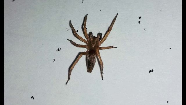 М. Алигер. И всё-таки настаиваю я...