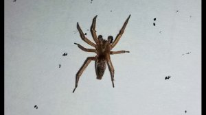 М. Алигер. И всё-таки настаиваю я...