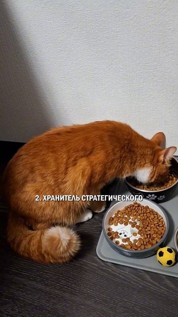 Какое имя придумал вам кот? котик